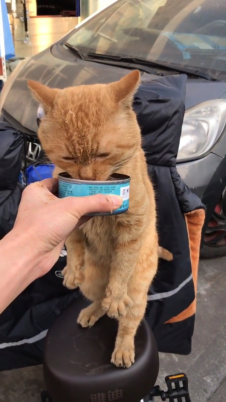 猫吃完饭的橘猫先生很久没有看见自己的小孙了
