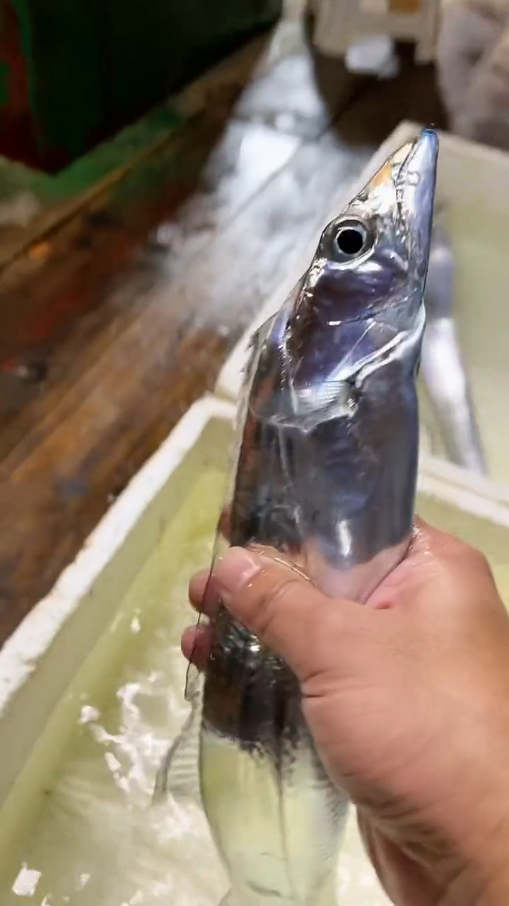 活带鱼如果带鱼有段位的话能排在什么段位