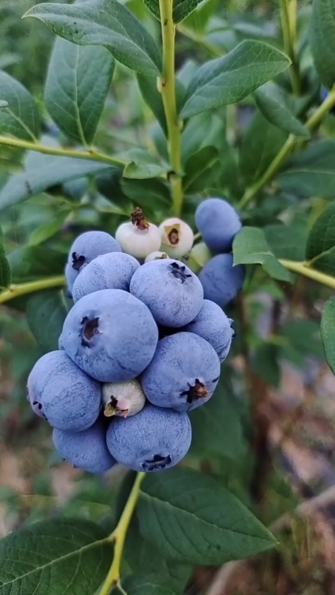 collipulli蓝莓图片