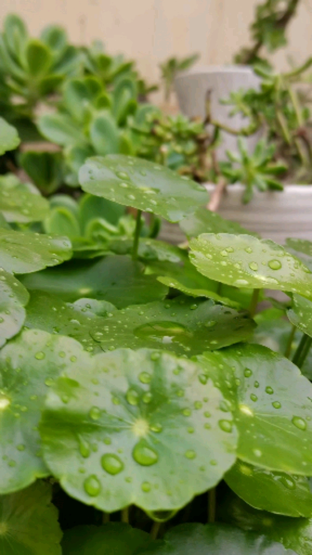雨后的铜钱草很漂亮