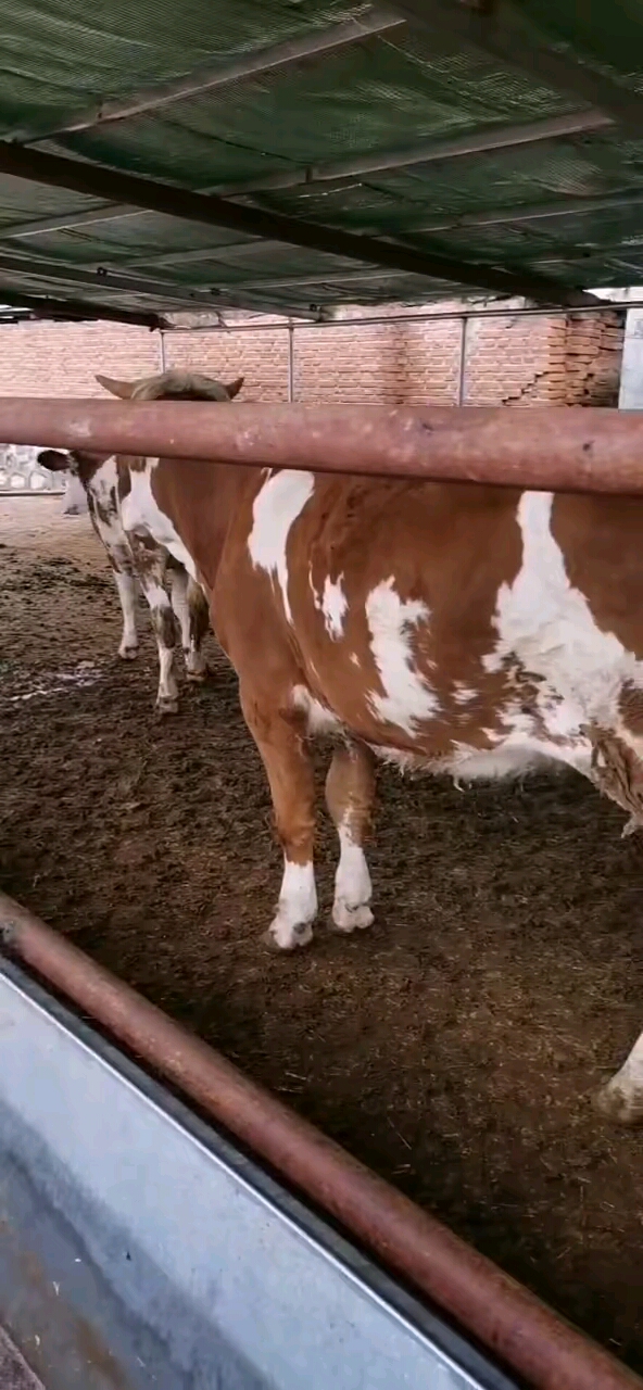 六七百斤大二岁繁殖母牛,形体骨架都够用