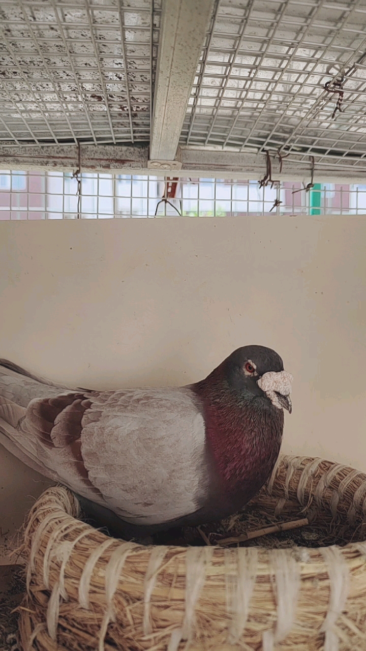 音为有你#漂亮的詹森红狐大鼻子信鸽.