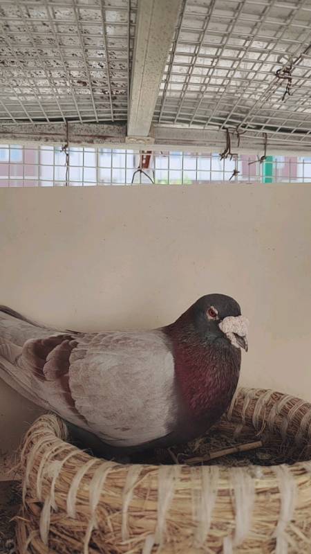 音为有你#漂亮的詹森红狐大鼻子信鸽.