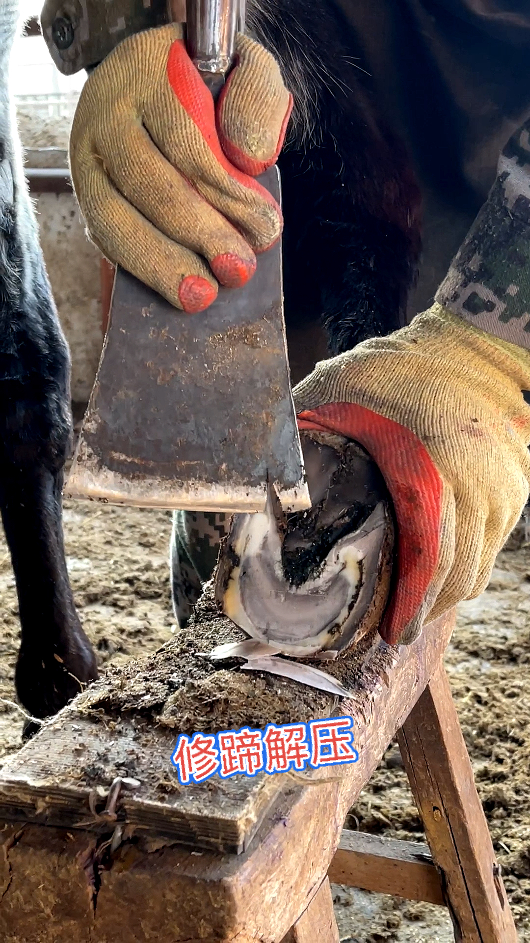 修蹄解压#修驴蹄子,一刀一刀的太解压了-度小视