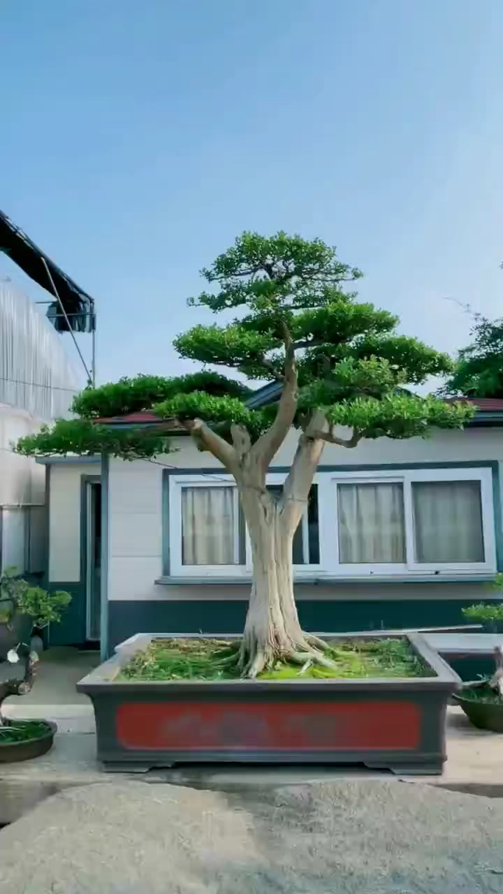 百年白皮瓜子黄杨