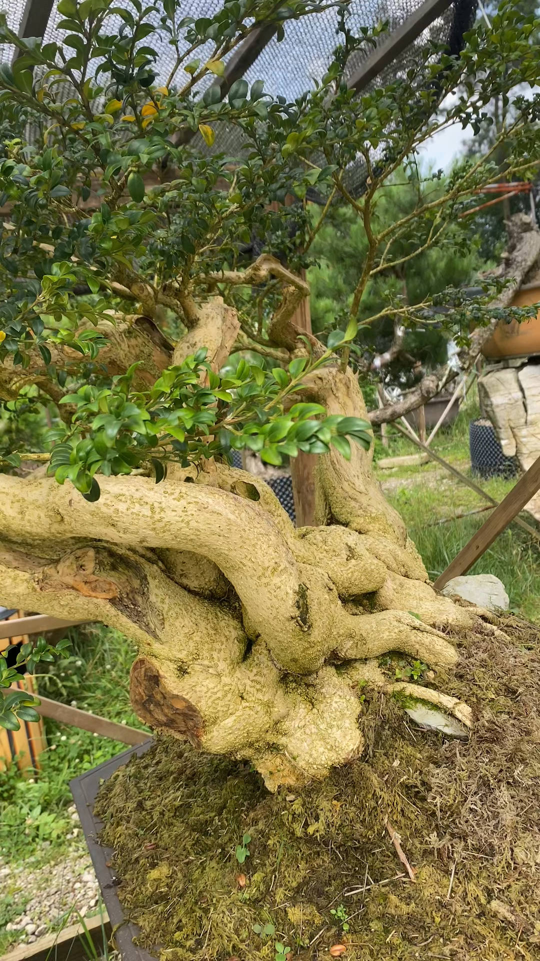 珍珠黄杨大飘枝