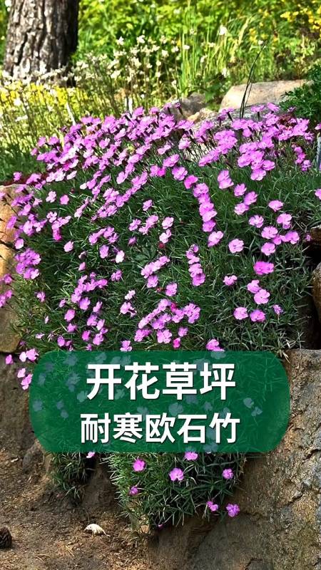 好物推荐#欧石竹初吻,堪称"花界中的小强"-度小视