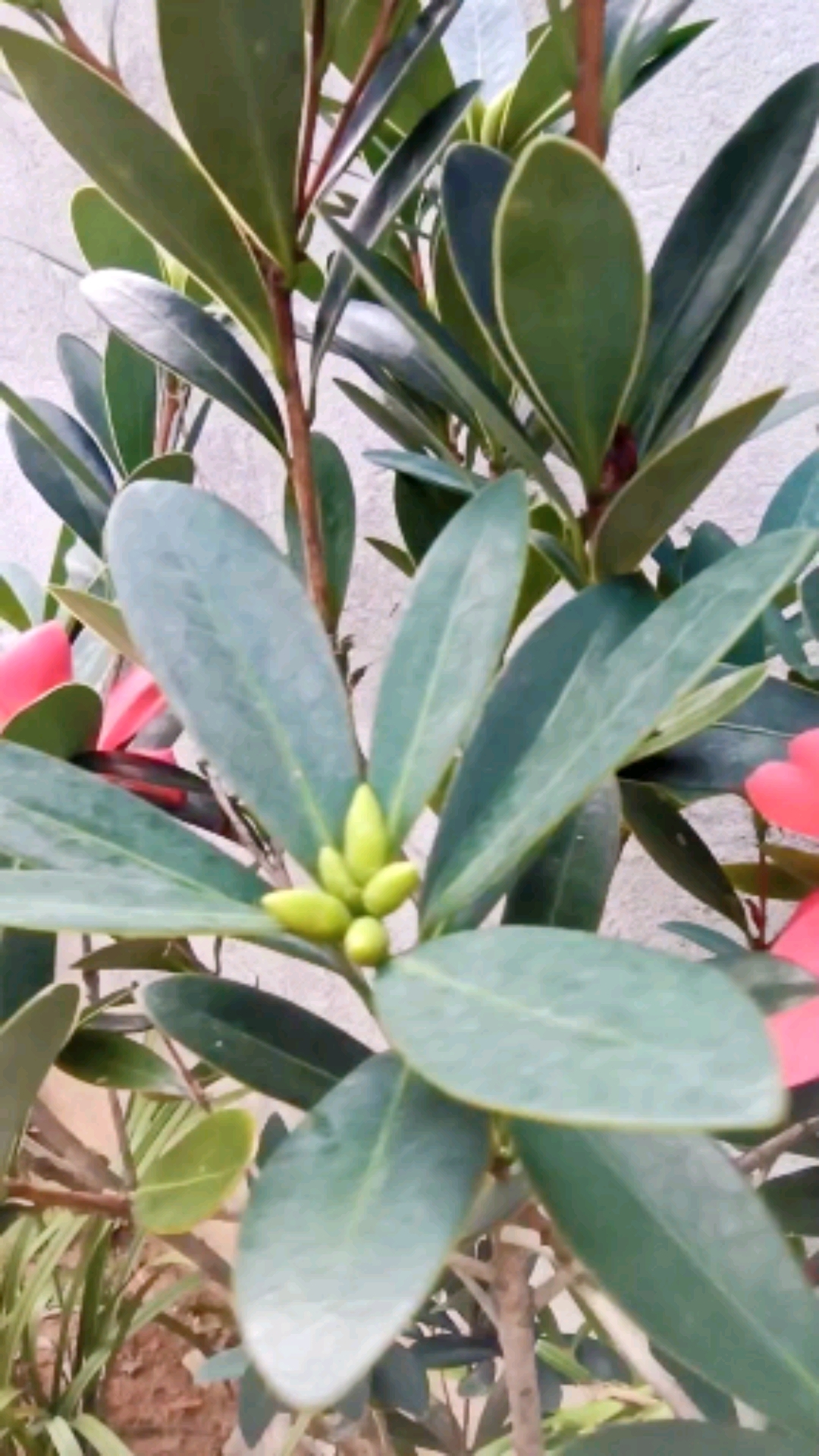 盆景#杜鹃红山茶四季花开连连,二级保护植物,值得欣赏