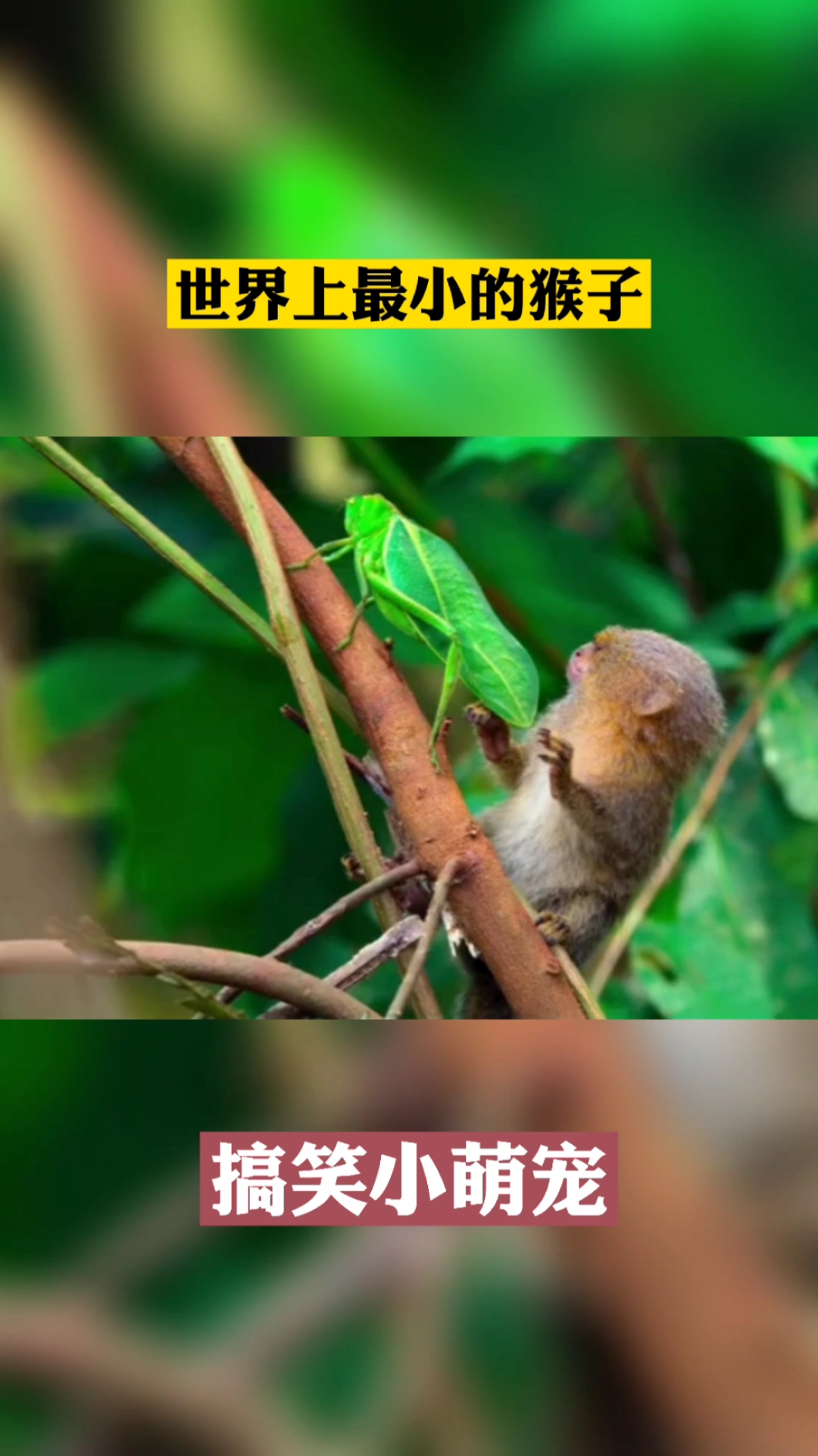神奇动物世界上最小的猴子萌萌的样子太可爱了