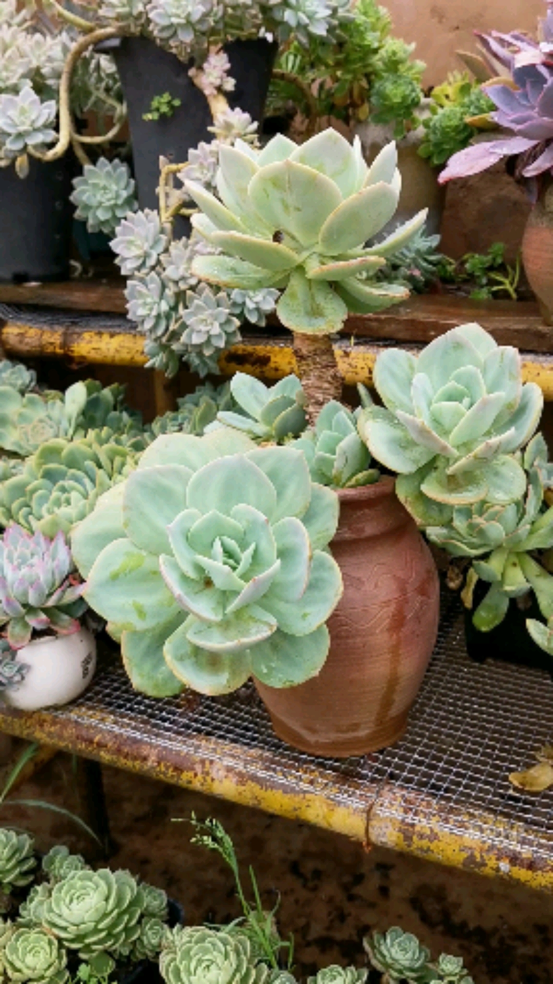 白凤多肉#大粗腿的整桩白凤群.就是颜色差了点,其他都还好.