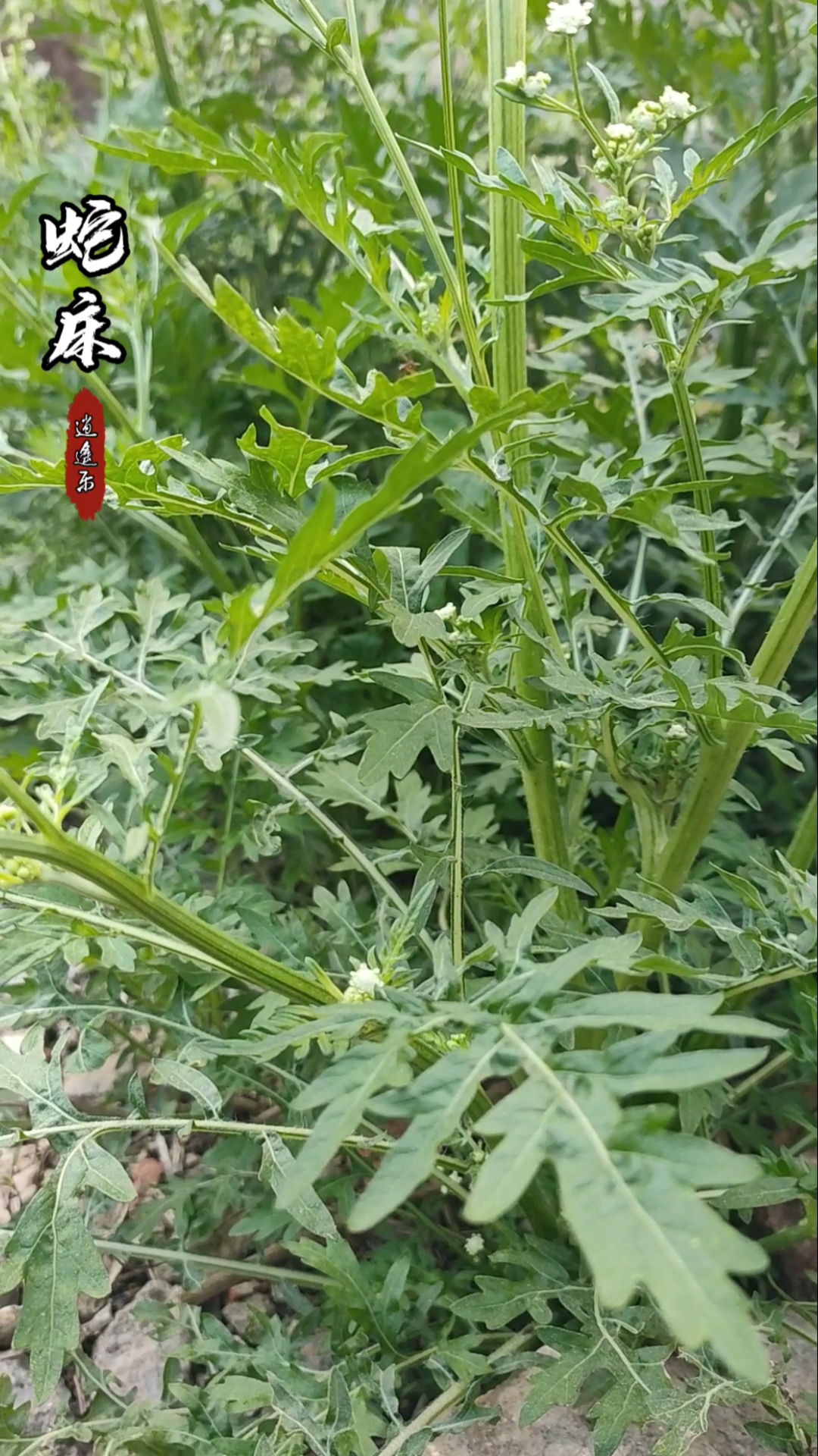 认识中草药#百草中药之蛇床,一年生草本植物,以果实入药,夏秋两季