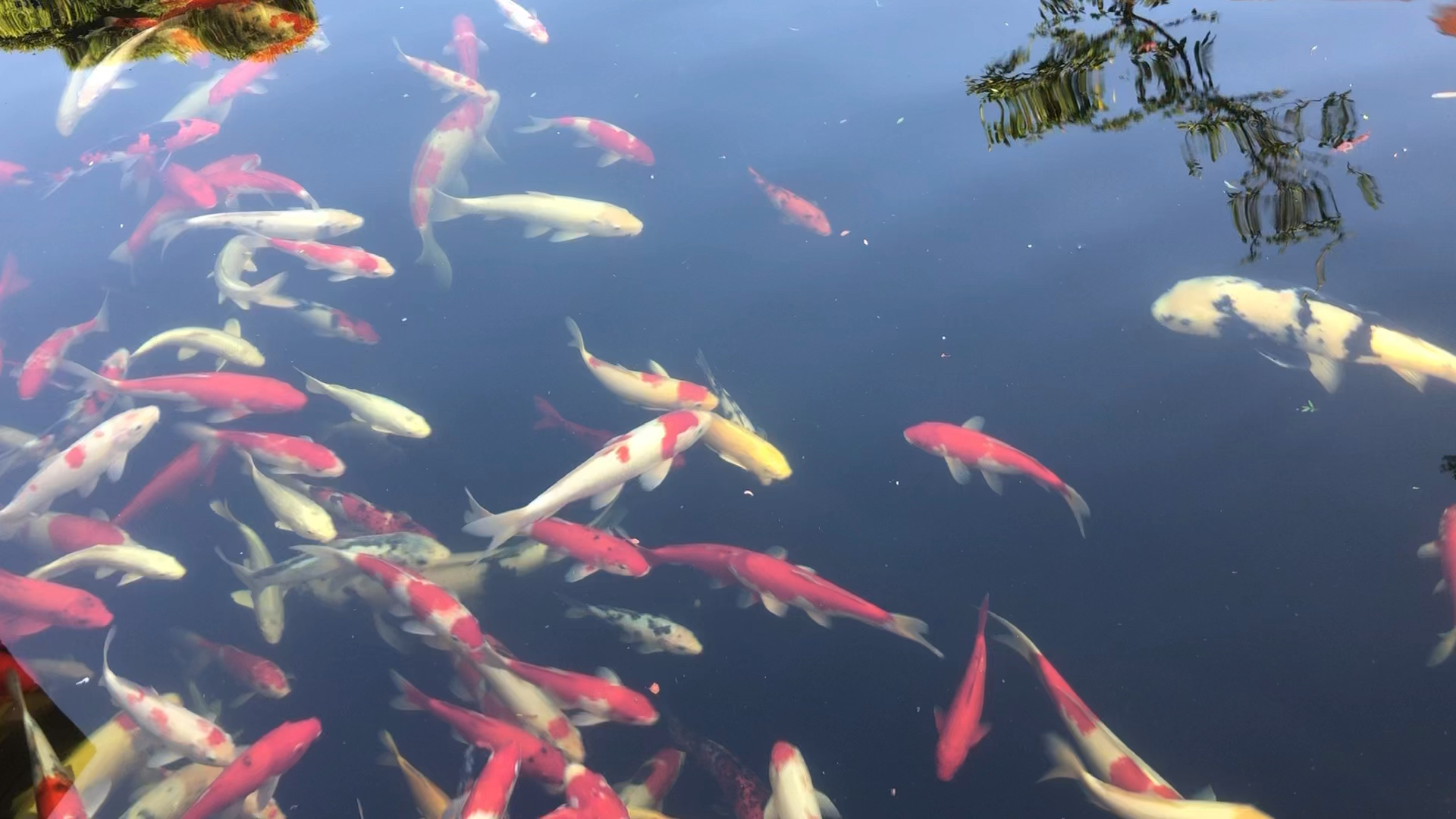 生活像一条河人像鱼儿一样在水里游来游去自由自在而快乐着