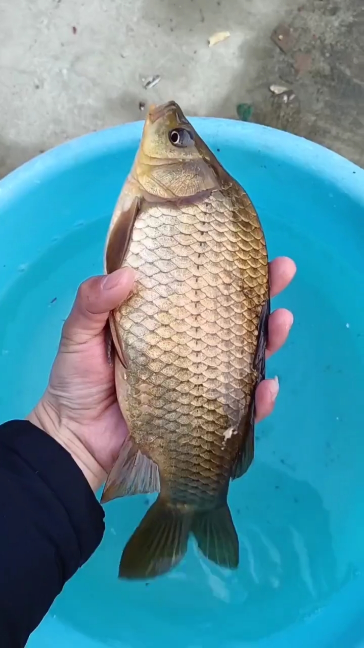 野钓的大鲫鱼送给邻居发奶.回来后看到又给送了回来为什么