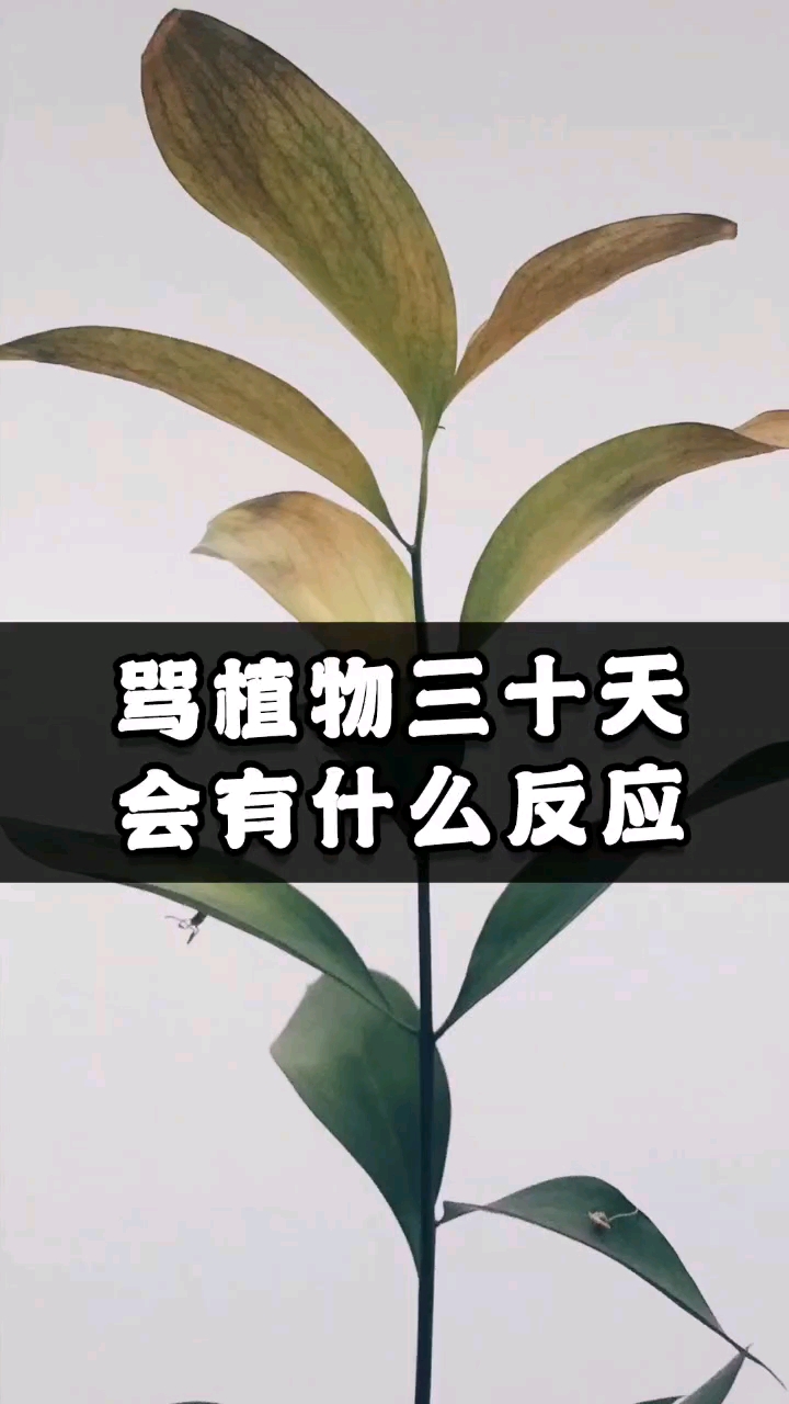 奇闻趣事抢先看一颗植物被骂三十天会发生什么枯萎凋零只是开始