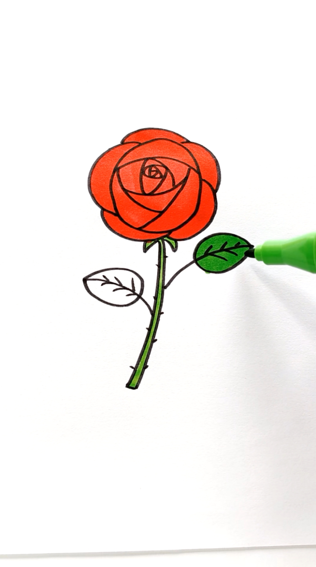 玫瑰花的画法平面图片