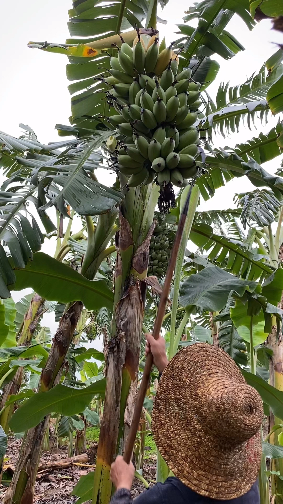 熟在树上的苹果蕉来不及采摘了