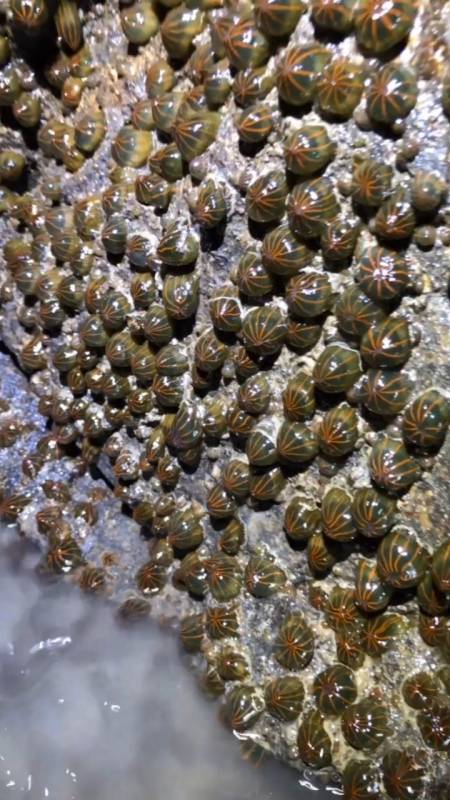 赶海遇见海西瓜,密集恐惧症慎入!