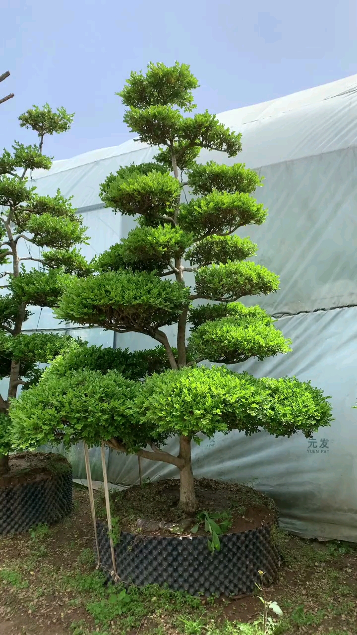 瓜子黄杨造型树,四季常青不落叶,耐寒耐旱南北方都可以栽植