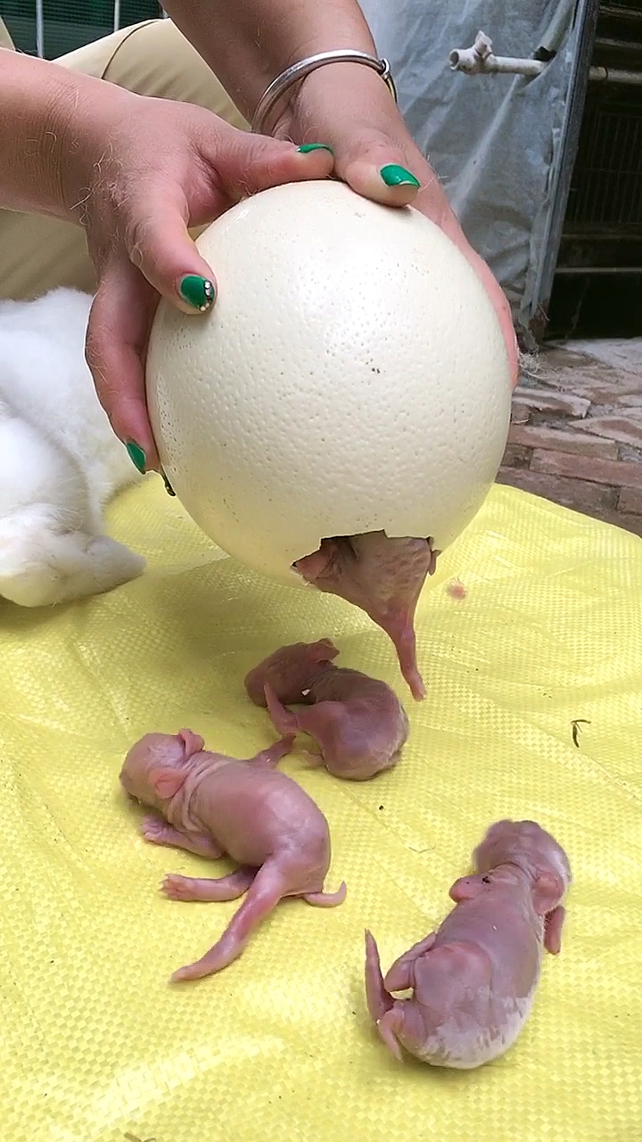 种兔价格#新西兰小兔子出生啦!