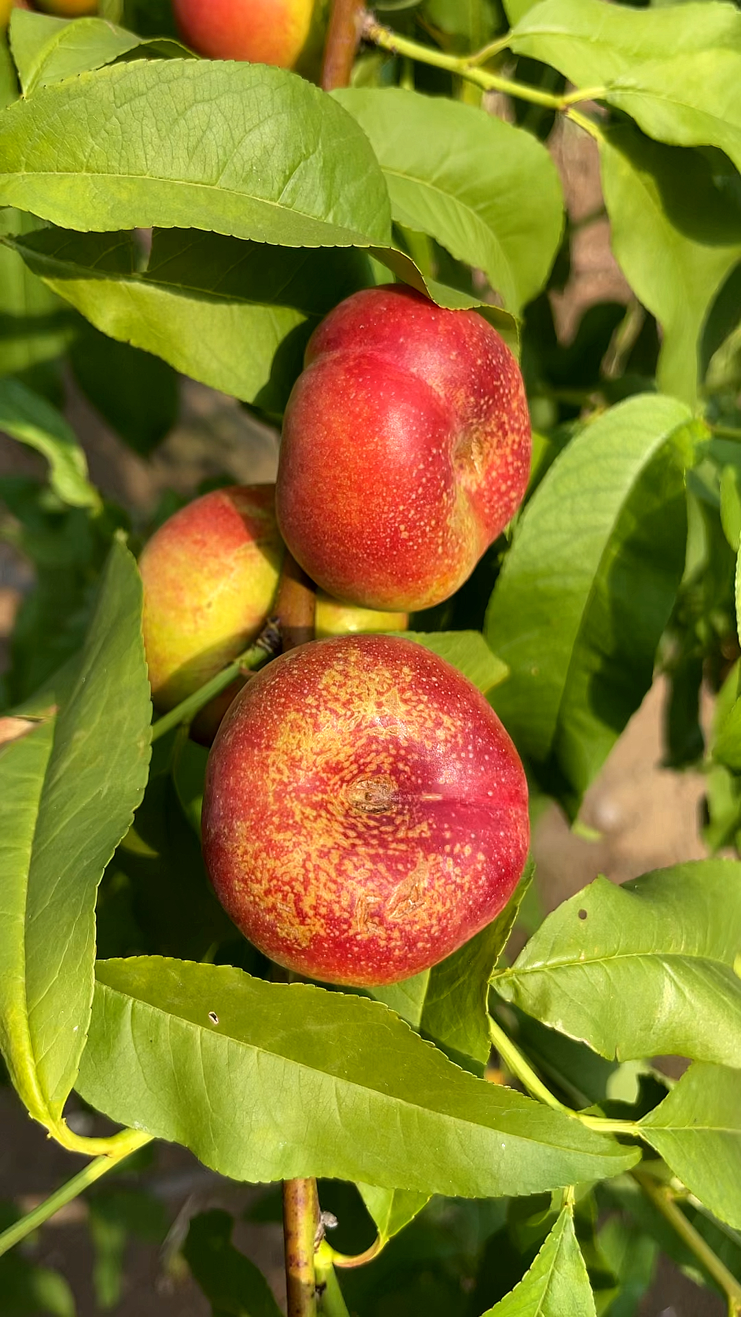 不套袋的油蟠桃,珍珠纽扣桃,口感和冰糖一样-度小视
