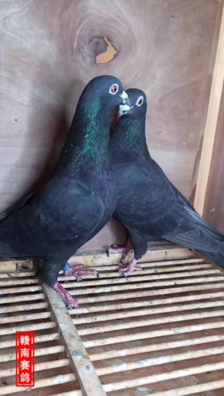 云南军鸽森林黑#"森林黑",全身羽毛通体发黑,和乌鸦一样.