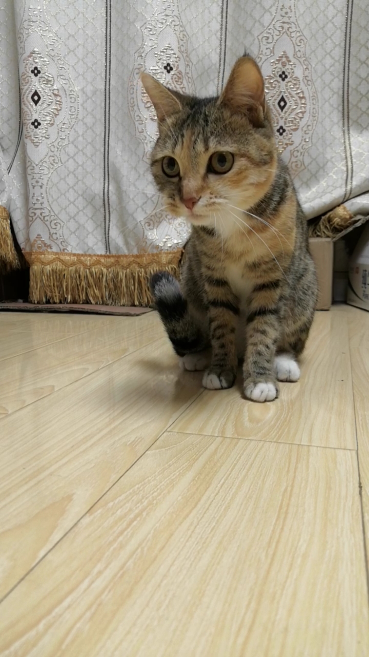 混血狸花猫#难道你在弹琵琶么?