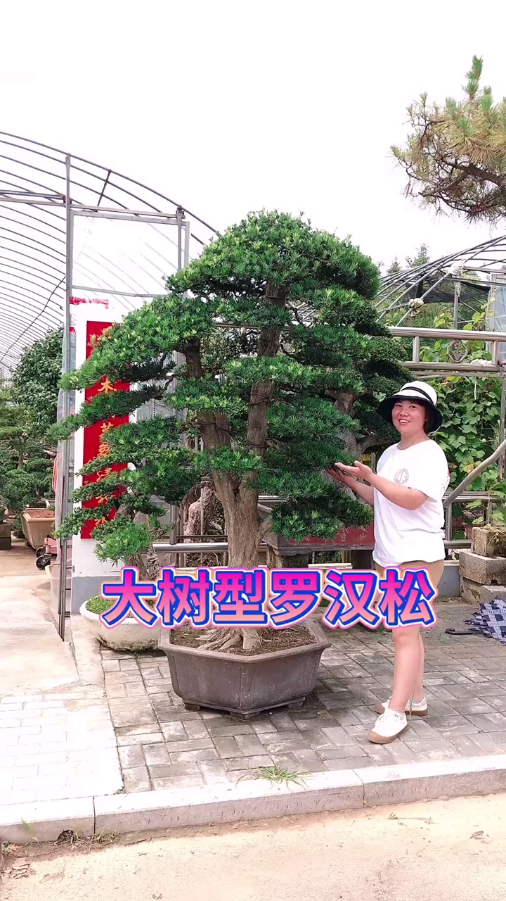 造型罗汉松,四季常青不落叶,适合庭院别墅农家小院栽植