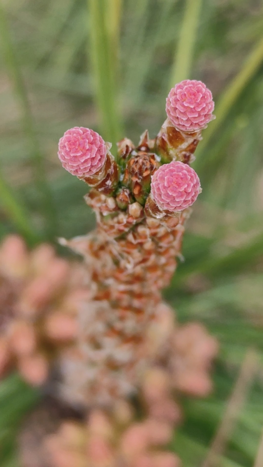 松樹開花#第一眼看到你以為是什麼花?