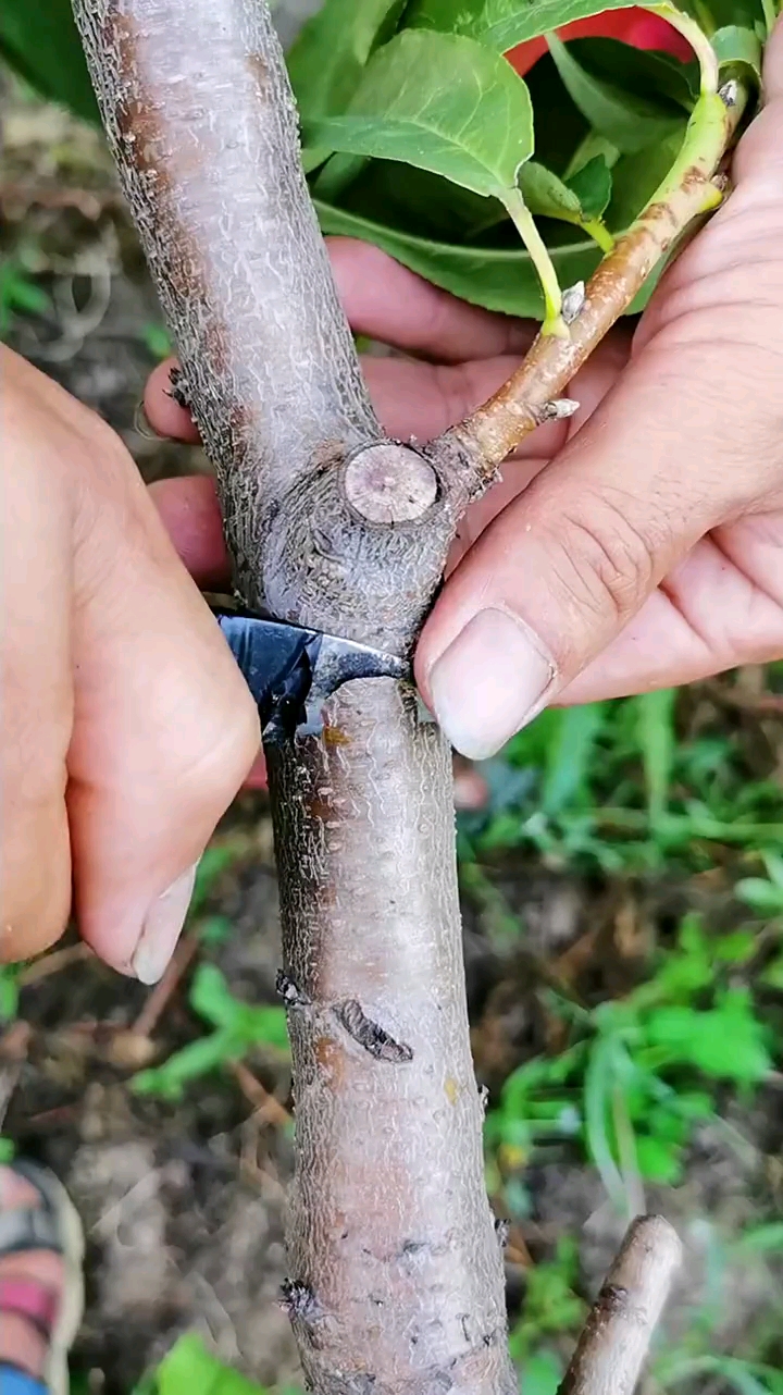 桃树夏季嫁接常采用这种方法