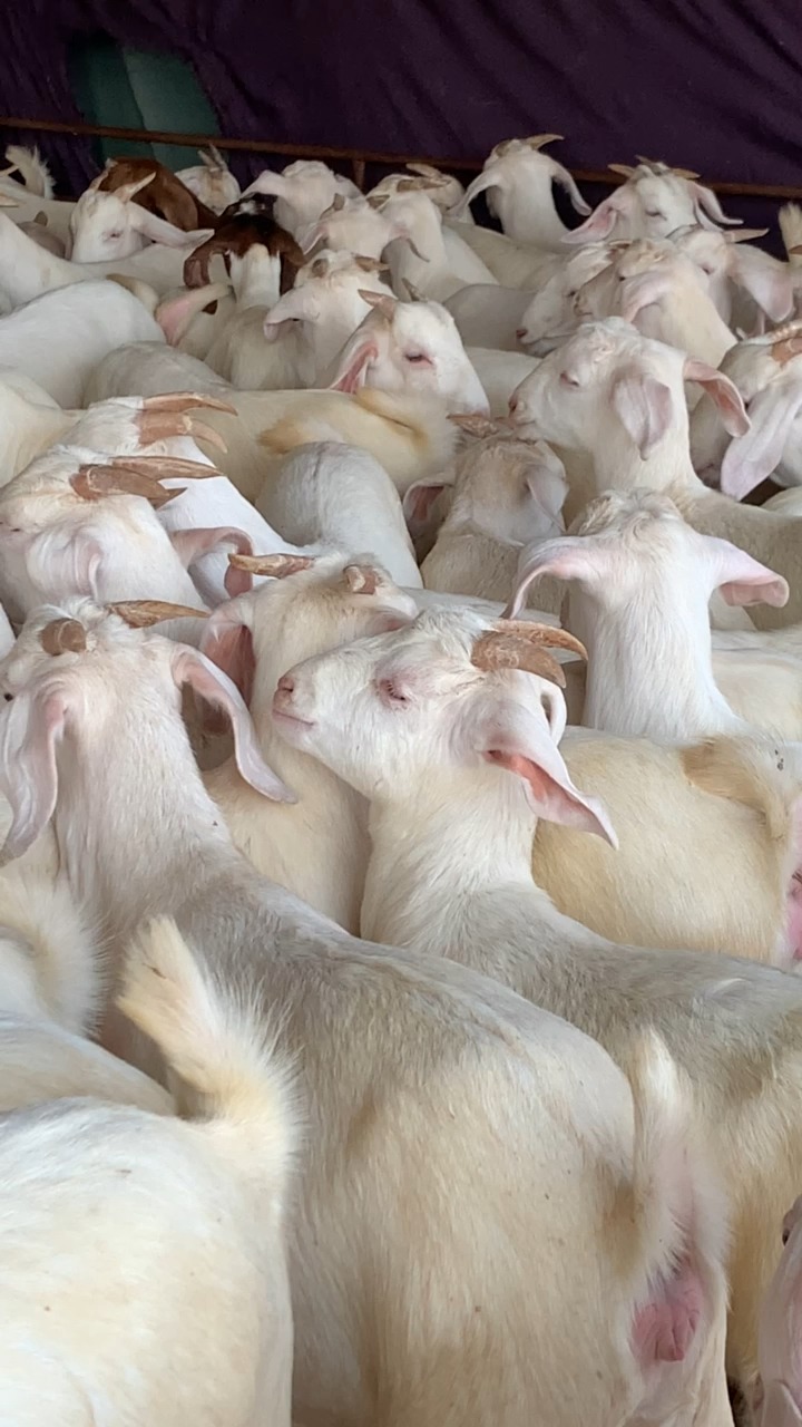 一整圈大白山羊看上那个选哪个白山羊