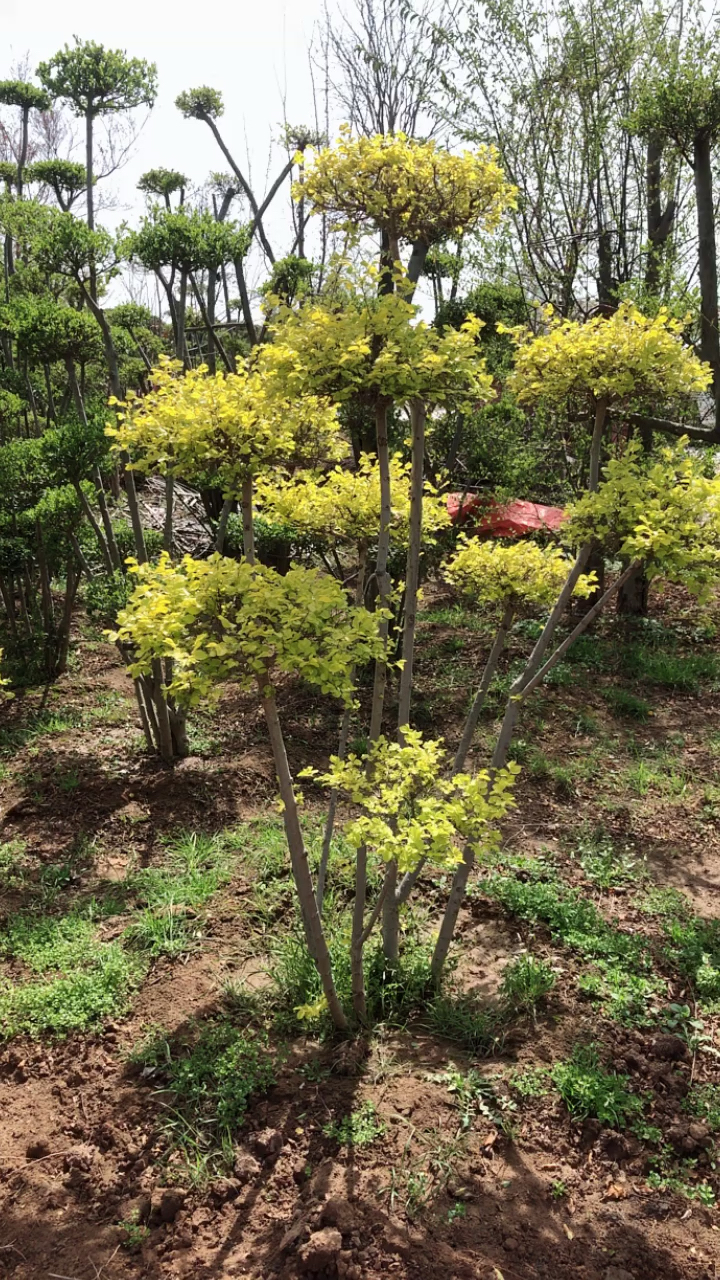 庭院风景树#金叶榆丛生造型树!寓意黄金万两,年年有余!
