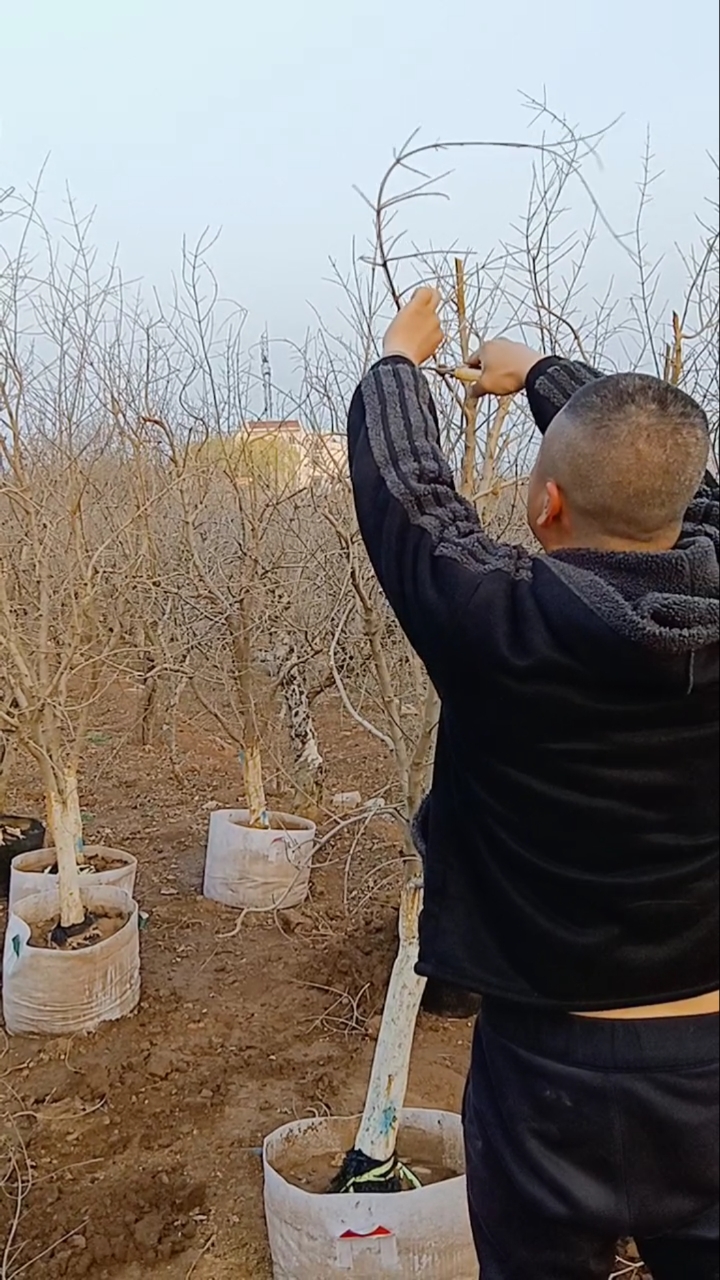 果树修剪#8公分的突尼斯软籽石榴树修剪枝条,等待硕果累累!