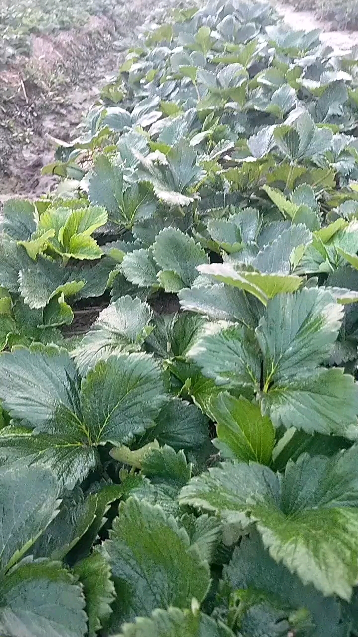 牛奶草莓苗成活好产量高挂果早