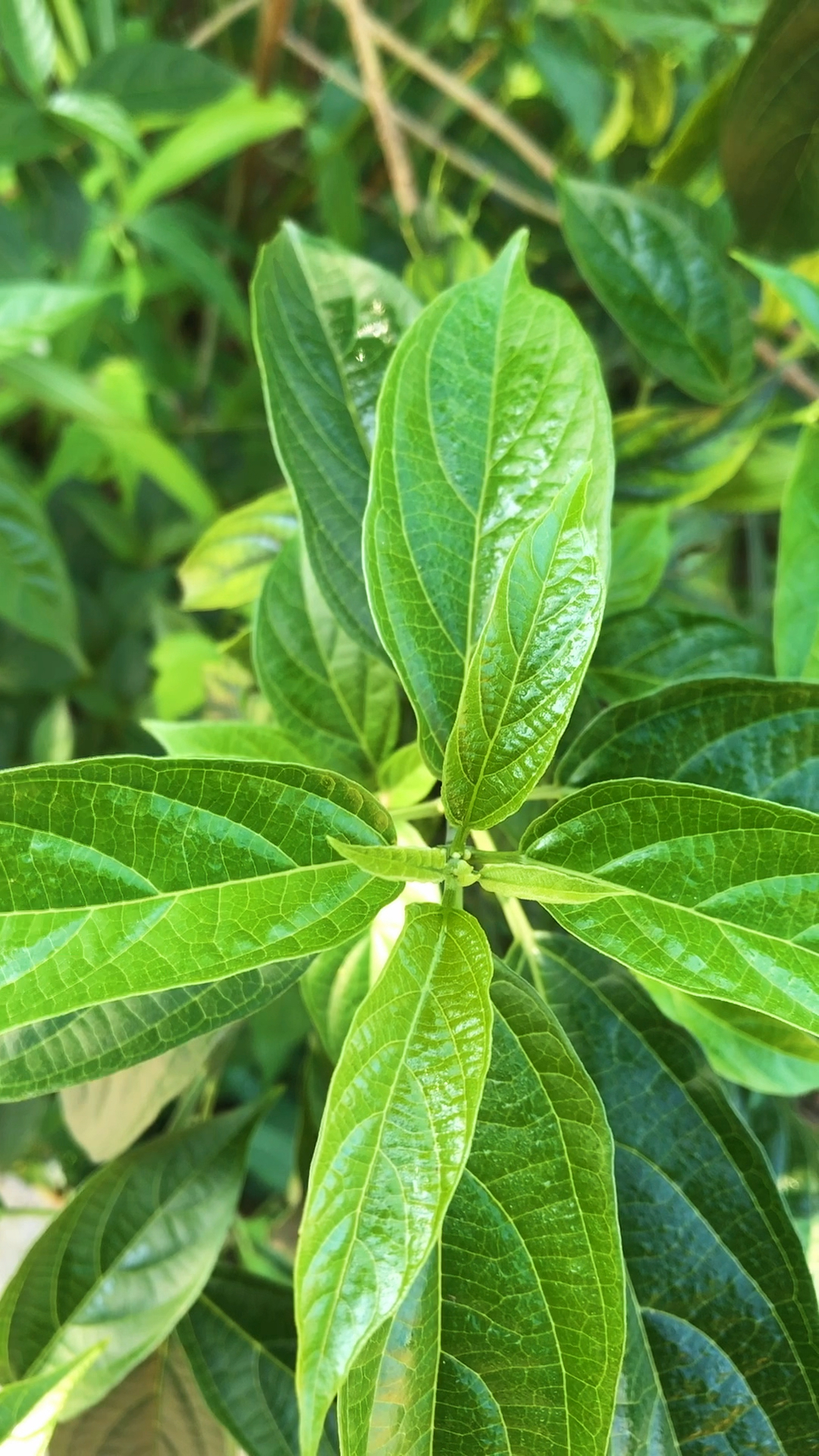大青又叫臭青是很有用的中草药
