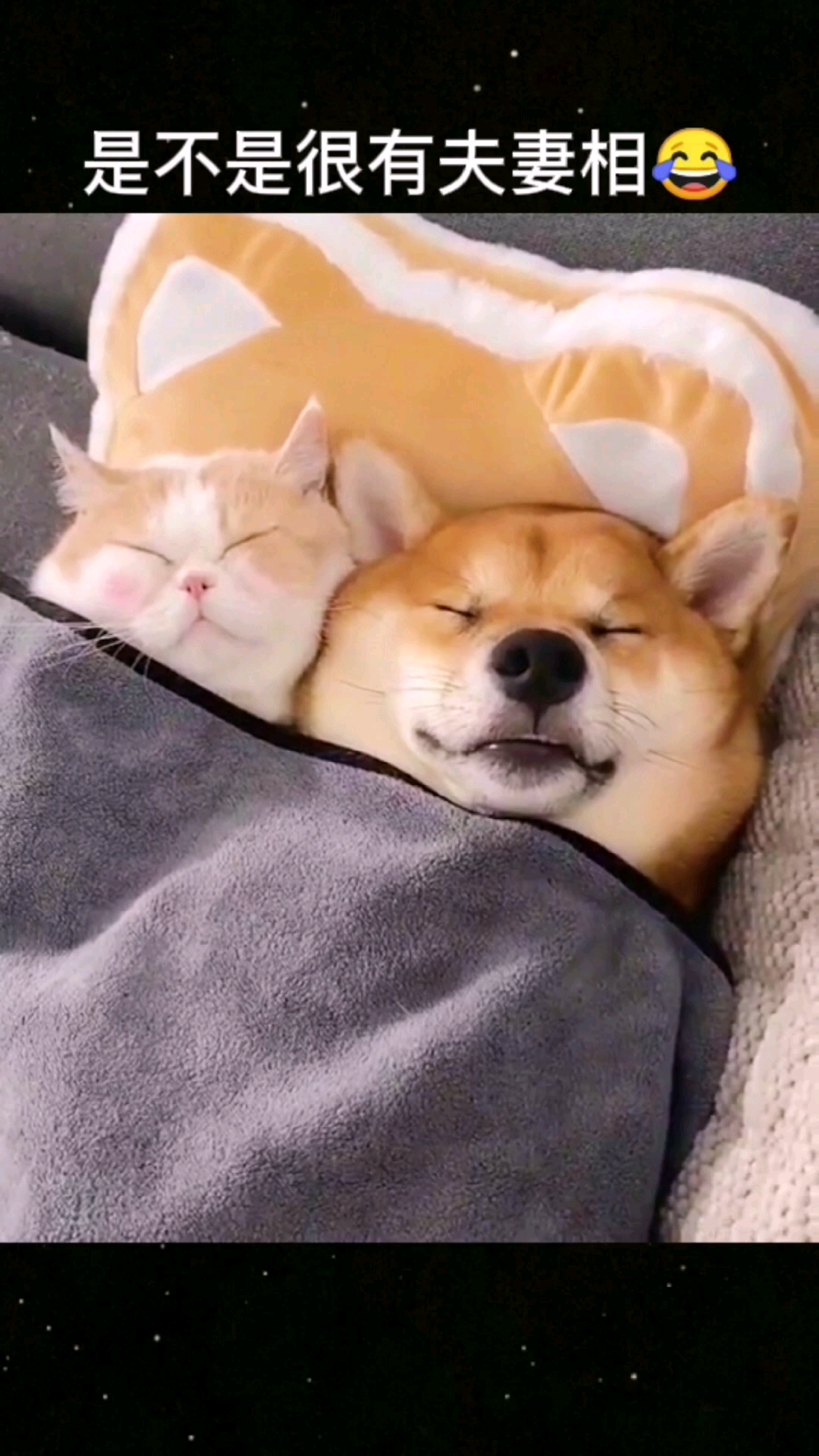 猫狗双全#这猫和狗子太有夫妻相了