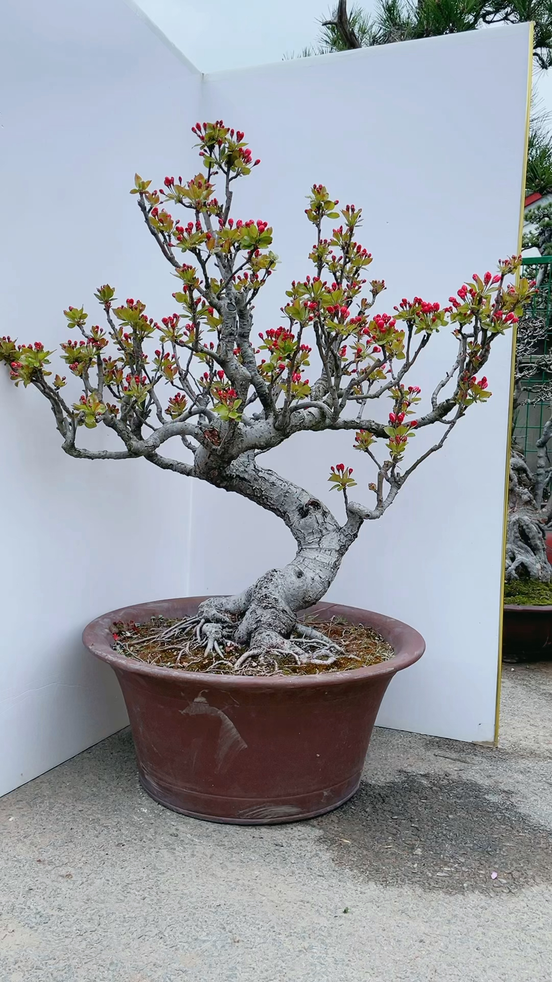 西府海棠开花了马上老桩童子功的货更是少见吧!