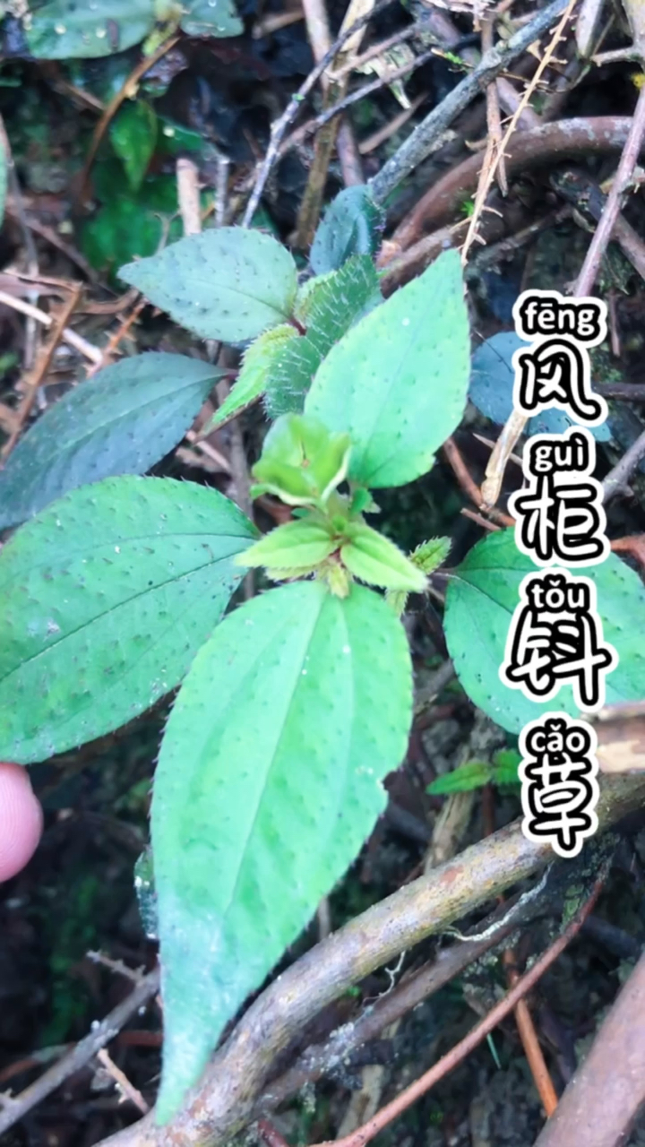 记录我的农村生活#风柜斗草,很珍贵.我兄弟家里有大小山蝌.