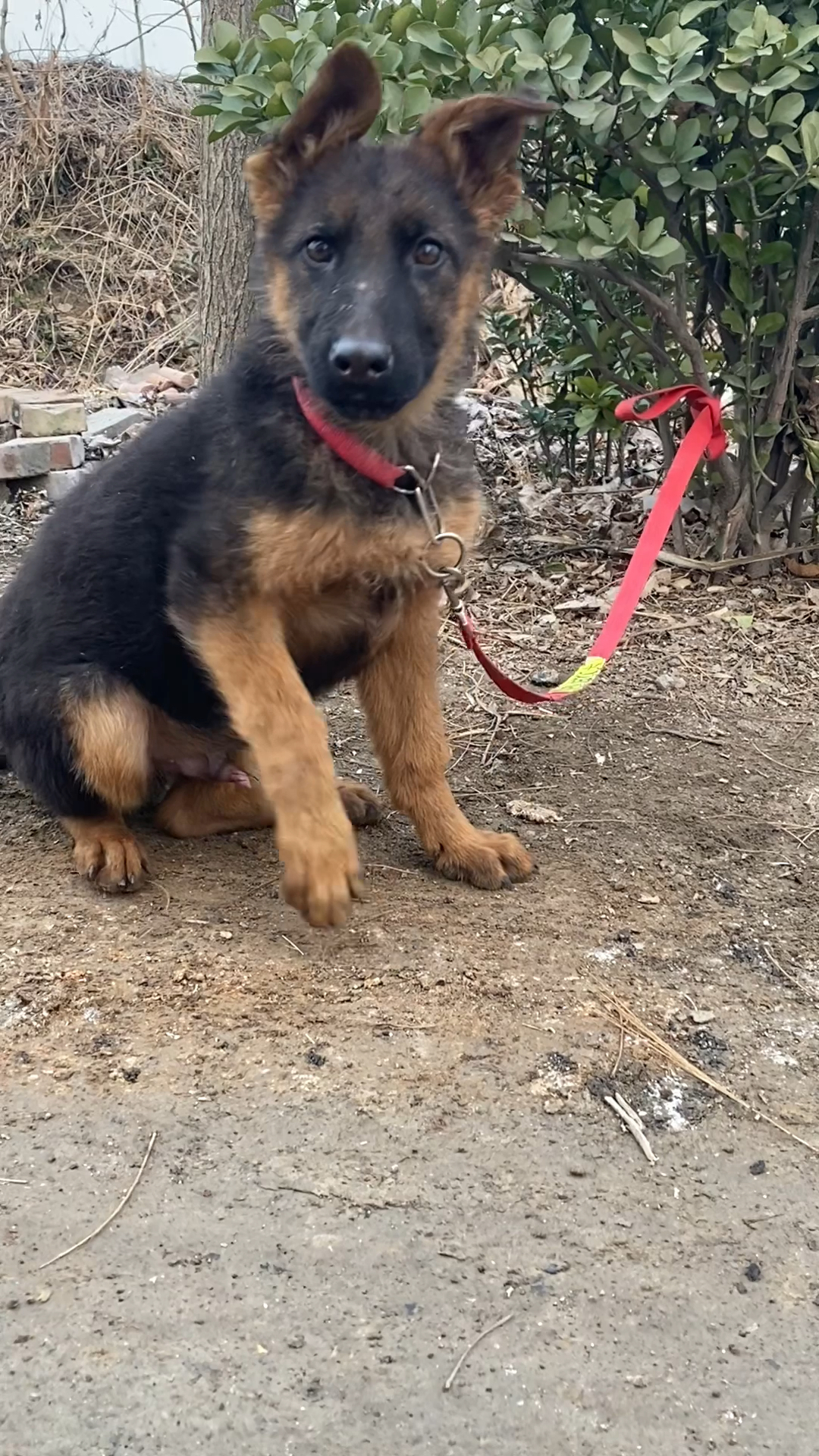 三个月小德牧犬体重快二十斤了.