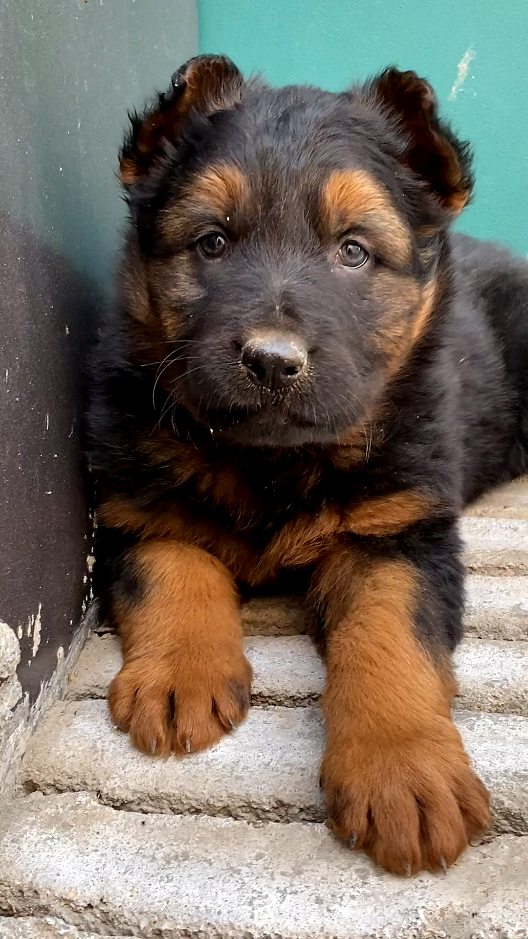 德牧#太贪玩被主人关门外的小德牧好像它感觉挺委屈的啊!