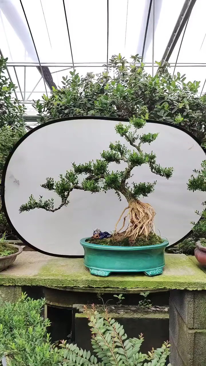 感谢全民我要上热门#精品高提根雀舌黄杨