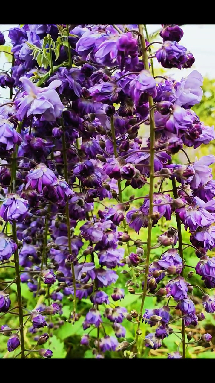 紫藤花八重黑龙,耐寒耐旱南北方都可以栽植
