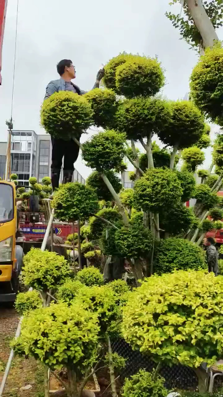 亮晶女贞造型树,四季不落叶,适合庭院别墅农家小院栽植观赏