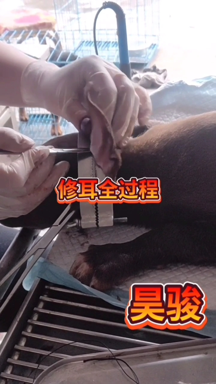 比特犬%正在修耳%上山高手%比特犬%爱猛犬爱热门