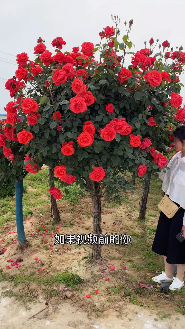 这个中国红大气吧树桩月季国月棒棒糖月季月季花