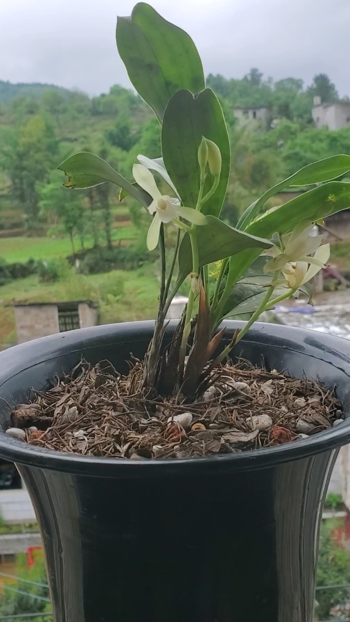 兰花兔耳兰瓣型素花清纯素雅