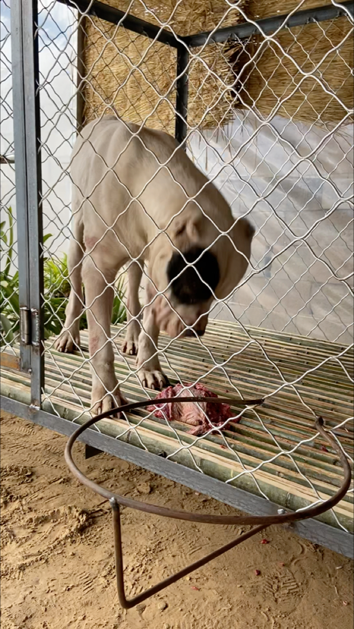 海盗眼杜高犬#海盗眼