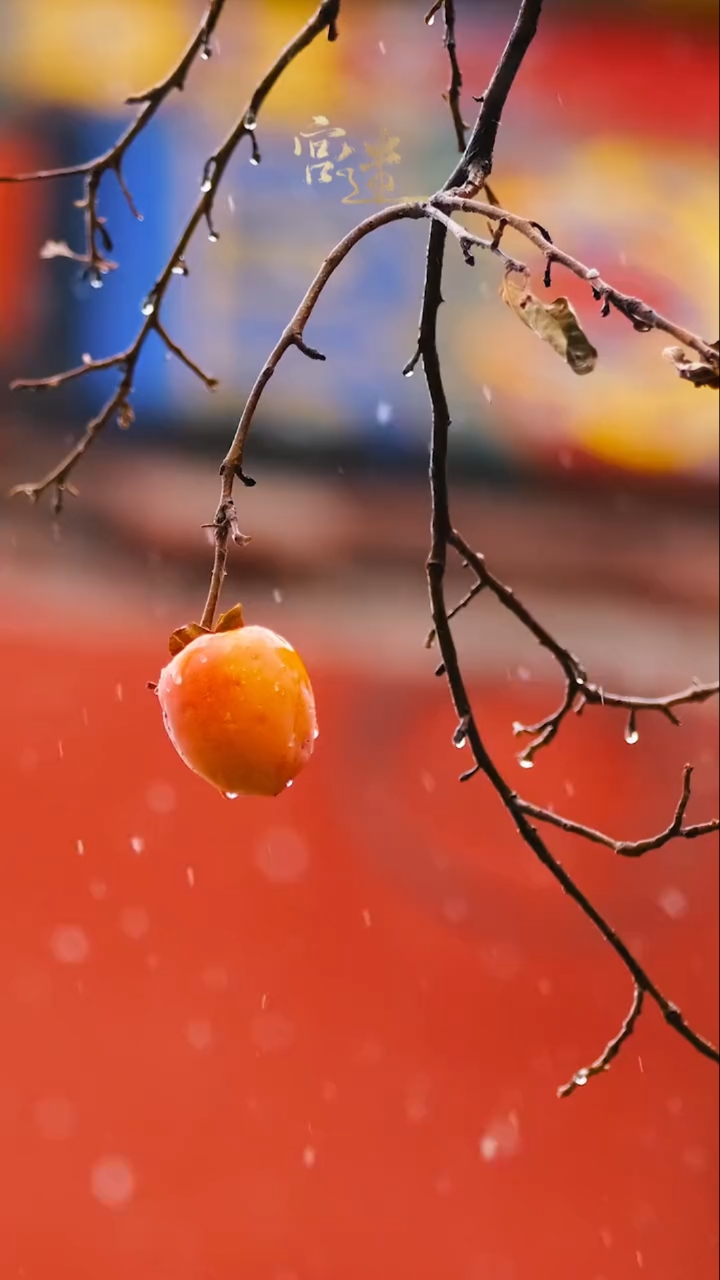 故宫看雪#"柿柿如意"见者有份