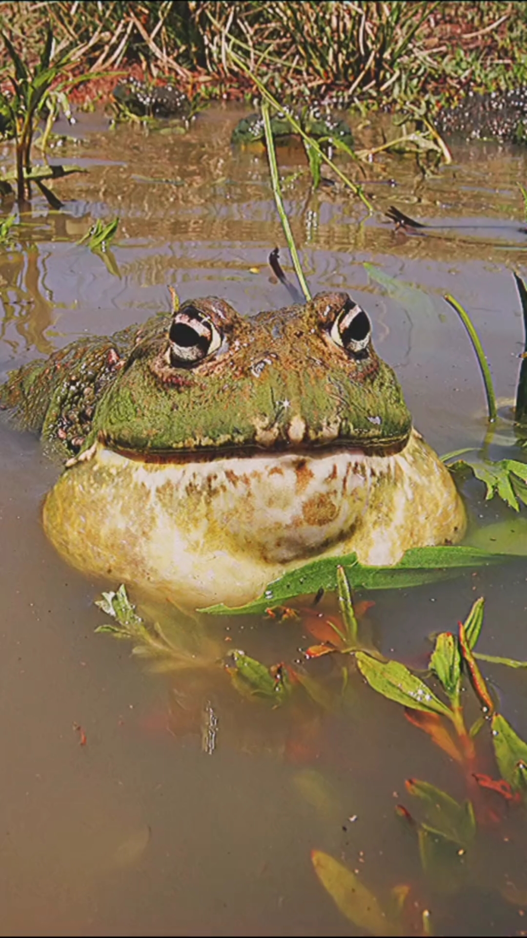 动物世界#大牛蛙不仅是斗士,同时也是一个合格的奶爸!