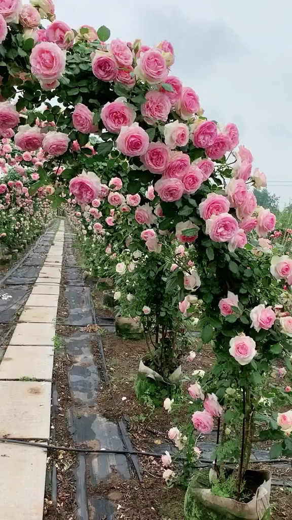 爬藤月季系列,欧月,粉龙