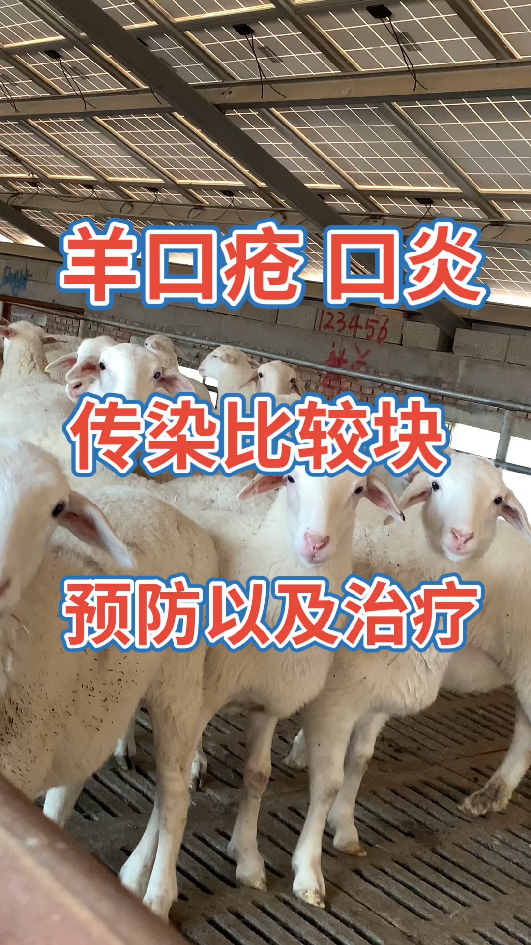 羊口疮口炎传染比较快预防以及治疗方法